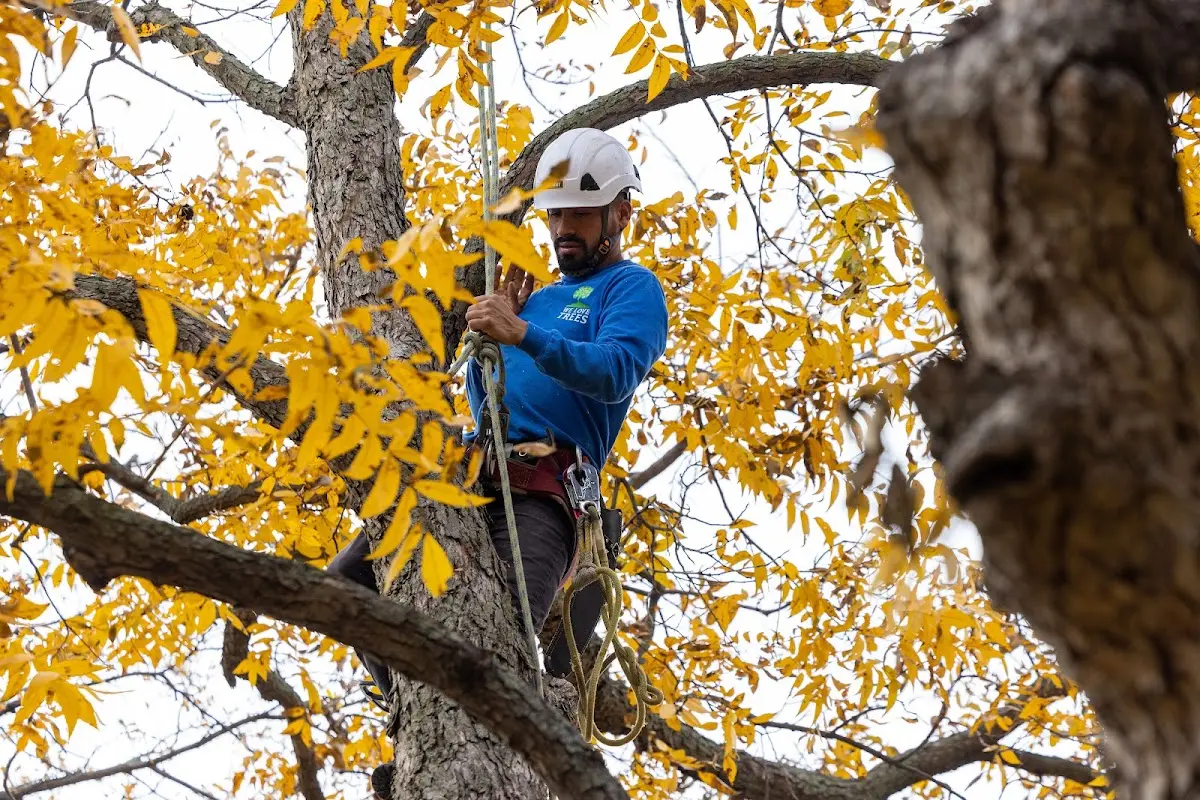 Skilled Tree Planting crew working in Oakford